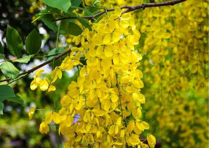 Ornamental Trees